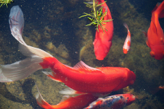 Goldfish in our Pond