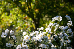 Japanese Anemones in the Garden