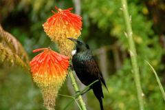 Visiting Tui on the Red Hot Poker