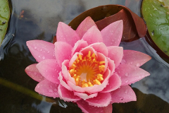 Water Lily in our Pond